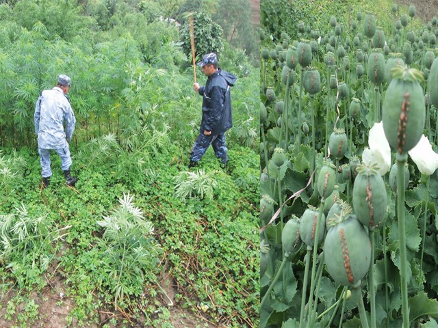 गाँजा र अफिमखेतीको फडानी गरी नष्ट